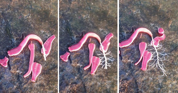 <p>ribbon/proboscis worms. they are marine and mostly bentic/bottom dwellers</p>