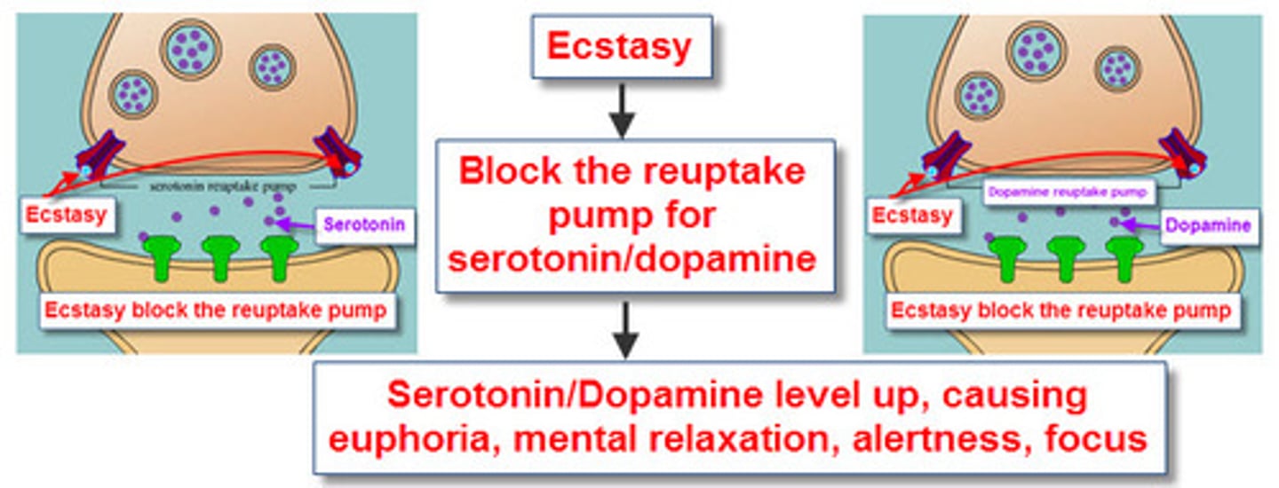 <p>MDMA can increase both dopamine and serotonin levels in the brain, leading to increased CNS and heart activity. The extreme increase in serotonin can also lead to hallucinations and damaged serotonin neurons.</p>
