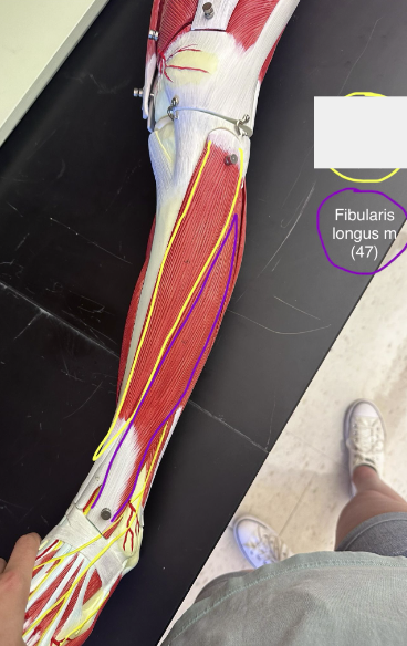 <p>Fibularis longus muscle</p>