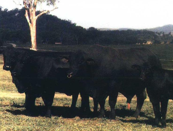 <p>Breed and type? How is it developed?</p>