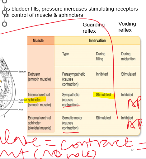 <p>(13) Describe the process of micturition and the mechanisms that control urine release</p><p>•The bladder stores urine until it is excreted from the body by the <strong><em>micturition reflex</em></strong></p><p>•Micturition is initiated by a nervous reflex which causes the smooth muscle of the bladder walls (<strong><em>detrusor muscle</em></strong>) to contract and expel the urine.</p><p>•Action potentials can exhibit automaticity in response to stretch but stimulation is required for bladder emptying</p><p>(external - skeletal, internal - smooth)</p>