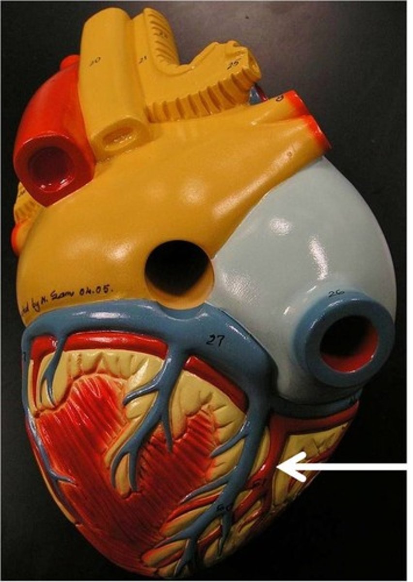 <p>What part of the heart is this?</p>