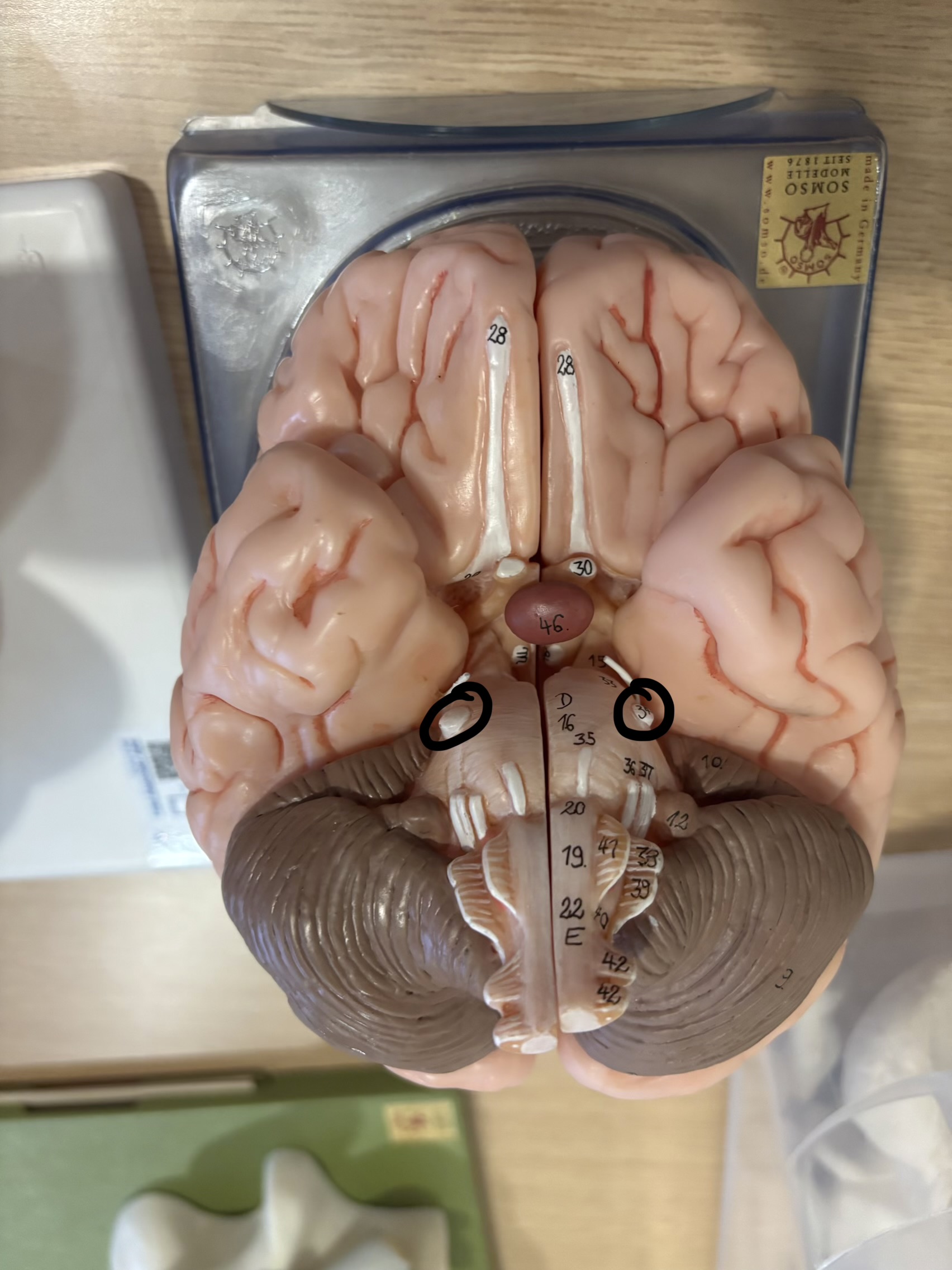 <p>What structure is this?</p>