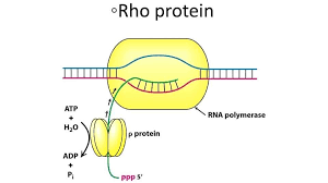 <p>a helicase protein involved in Rho-dependent transcription termination in bacteria. It binds to the nascent RNA and travels along it until it catches up to RNA polymerase, where it unwinds the RNA-DNA hybrid, causing transcription to stop.</p>