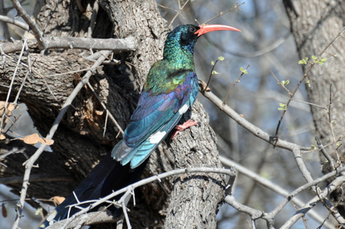 <p>Coraciiformes Phoeniculidae</p>