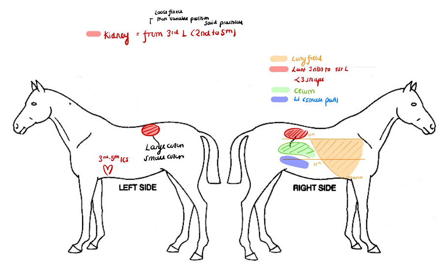 <ol><li><p><strong>Lung field:</strong> dorsal line, 16 ICS - 11th ICS - olecranon</p></li><li><p><strong>Kidneys: D</strong></p><ul><li><p>Right: heart-shaped, firmly attached. Last 3 ribs → L1</p></li><li><p>Left: L1 → L3, looser attached</p></li></ul></li><li><p><strong>Heart</strong>:</p><ul><li><p>Right: 3-4 ICS</p></li><li><p>Left: 3-5 ICS</p></li></ul></li><li><p><strong>Liver and intestines: </strong></p><ul><li><p>Right side: cecum caudally, large colon cranially, in front of cecum</p></li></ul><ul><li><p>left side: small colon dorsally, flexura pelvina of large colon ventrally</p></li><li><p>Liver: in concavity of diaphragm</p></li></ul></li></ol><p></p>