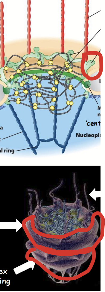 <p><strong><u>Part of the nuclear pore complex (NPC)</u></strong>.</p><ul><li><p>Includes <strong>cytoplasmic ring</strong> and <strong>nuclear rings</strong>; both composed of structural nucleoporins.</p><ul><li><p>Located on cytoplasmic and nuclear (nucleoplasmic) side of NPC, respectively.</p></li></ul></li><li><p>Linked to central scaffold and also to cytoplasmic filaments or nuclear basket.</p></li></ul><p></p>