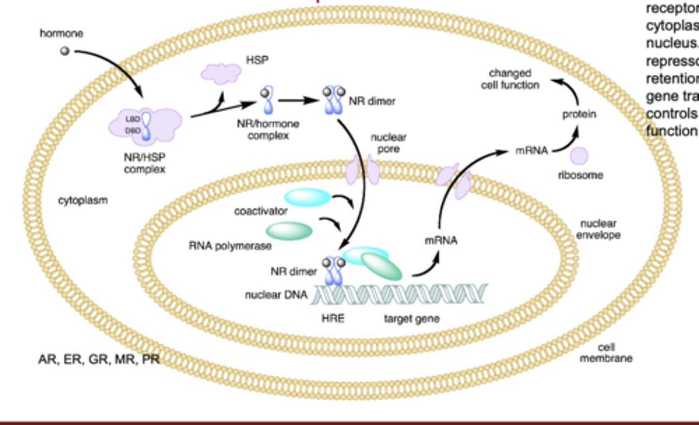 <p>they form homodimers in the cytoplasm and then move into the nucleus to bind DNA</p>