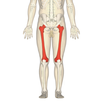 <p>What is the large bone of the thigh?</p>