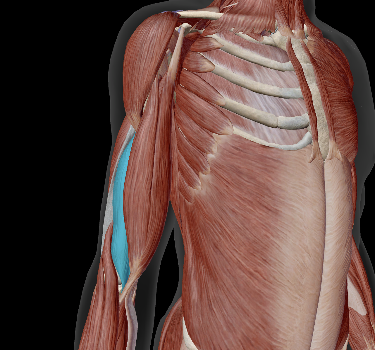 <p>proximal attachment?</p>