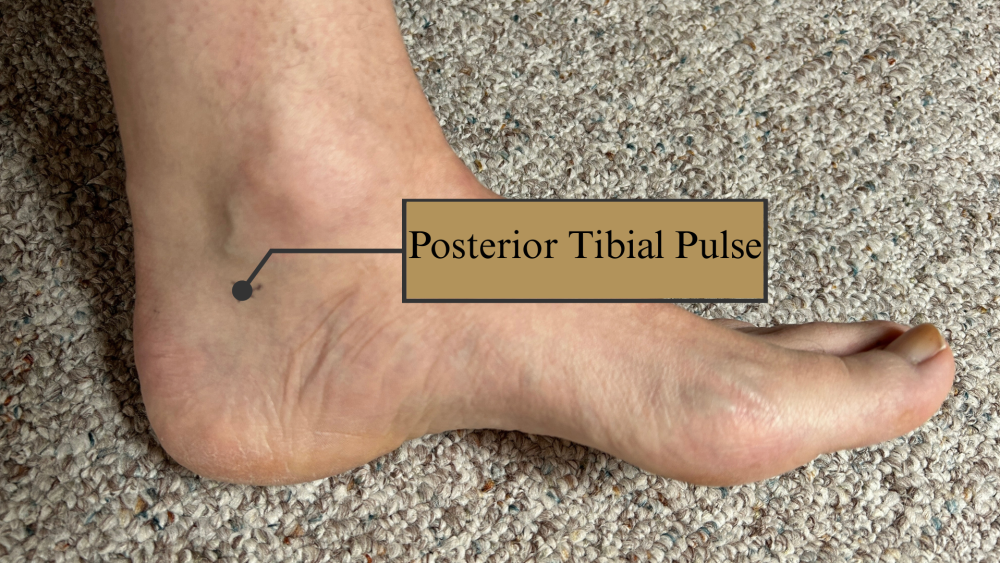 <p>just behind your anke bone on the inner side of your leg </p>