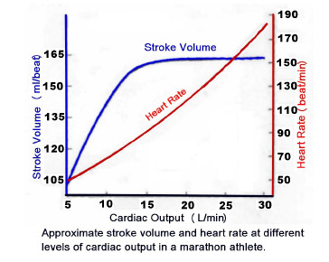 stroke volume levels with exercise