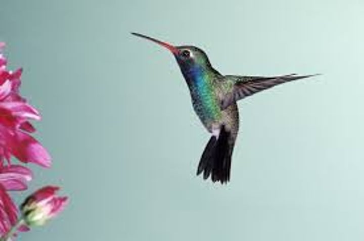 <p>A hummingbird</p>