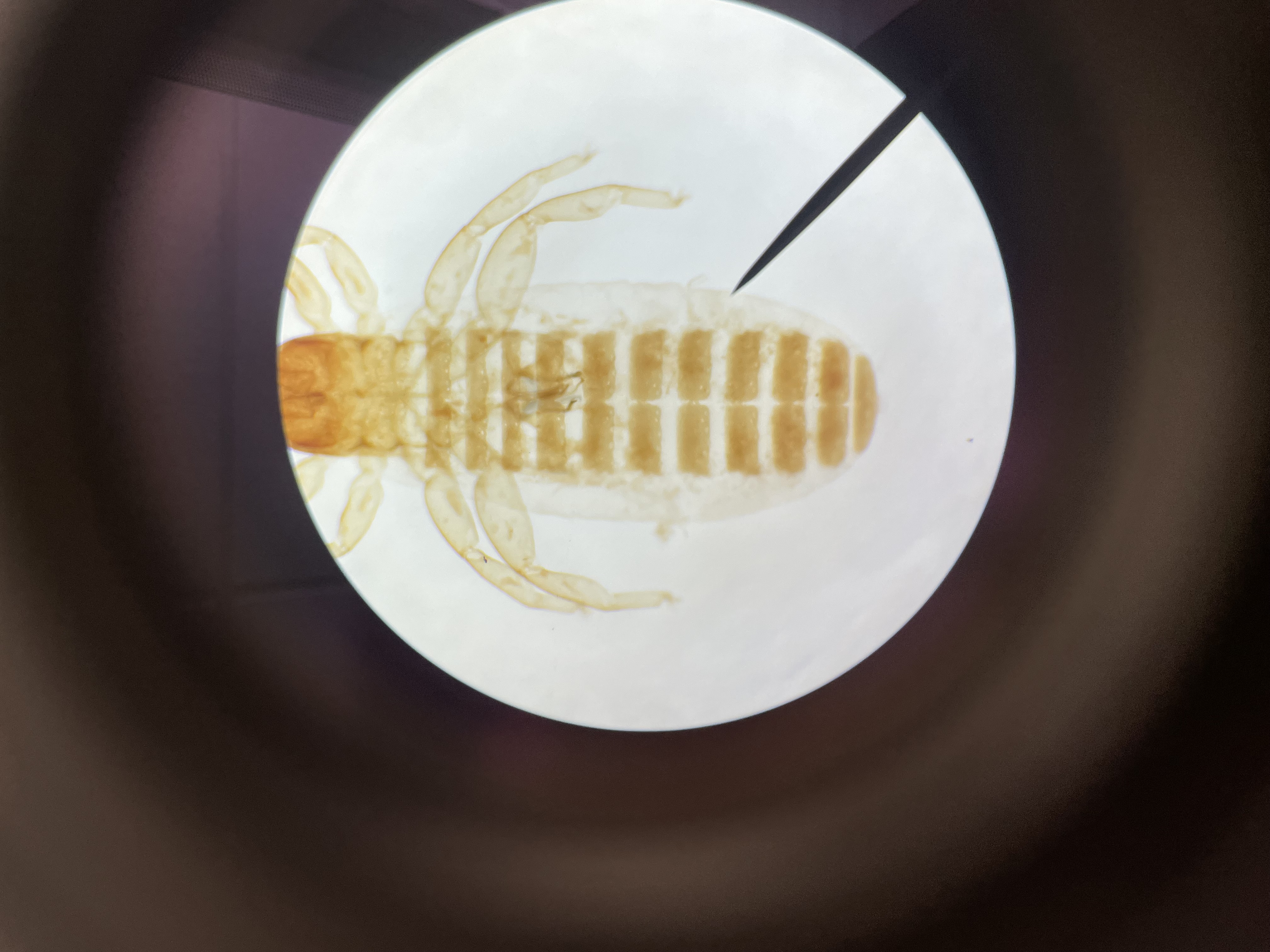 <p>Subphylum: Chelicerata</p><p>Class: Arachnida</p><p>Order: pseudoscorpionida - pseudoscorpions</p>