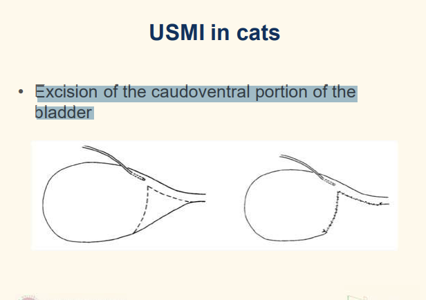 <p>uncommon</p><p>basically creater longer urethra and increase resistance</p>