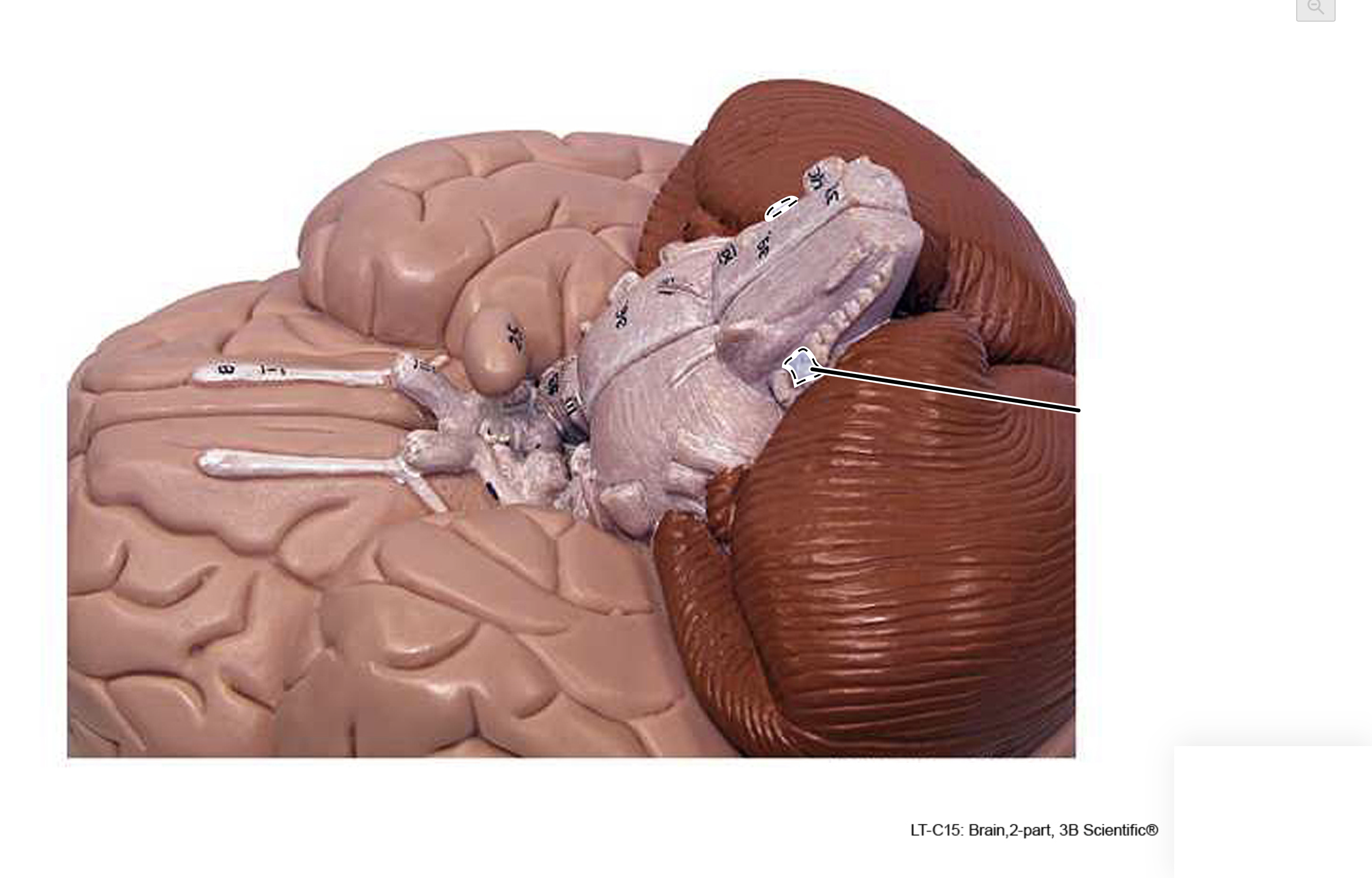term image