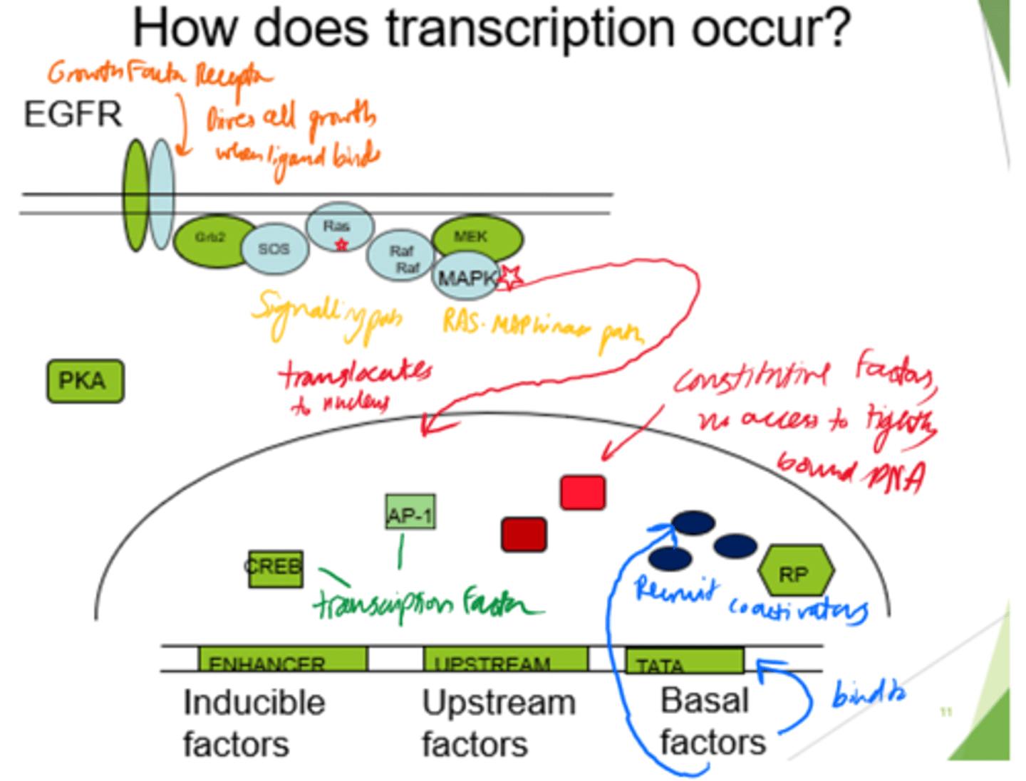 <p>Protein-protein interactions.</p>