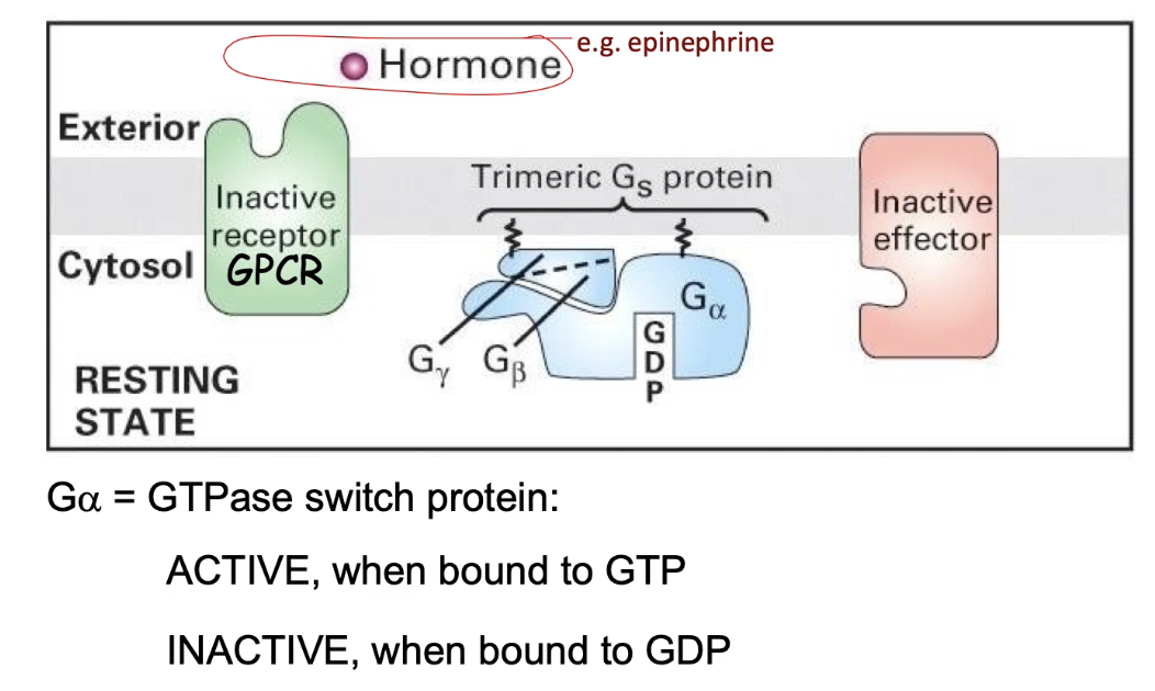 <ul><li><p><strong>Inactive GPCR:</strong> Not bound to signal; not associated with trimeric G-protein.</p></li><li><p><strong>Trimeric G-protein:</strong> Lipid-anchored, with 3 subunits (α, β, γ);</p><ul><li><p><strong>Inactive</strong> when bound to GDP</p></li><li><p><strong>Active</strong> when bound to GTP</p></li></ul></li><li><p><strong>Activation:</strong></p><ul><li><p>Signal binds to GPCR → GPCR undergoes conformational change</p></li><li><p>GPCR activates the G-protein by promoting GDP → GTP exchange</p></li><li><p><strong>Activated G-protein</strong> then interacts with <strong>effector protein</strong> to trigger downstream effects.</p></li></ul></li></ul><p></p>