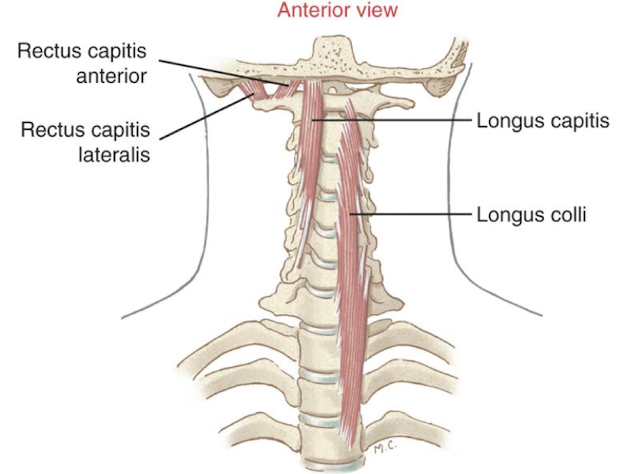 <ul><li><p>Deep anterior neck flexors</p></li><li><p>primary anterior stabilizers of upper and lower c-spine bc they are closest to the vertebrae</p></li><li><p>Chin tucks make this more active</p></li></ul><p></p>