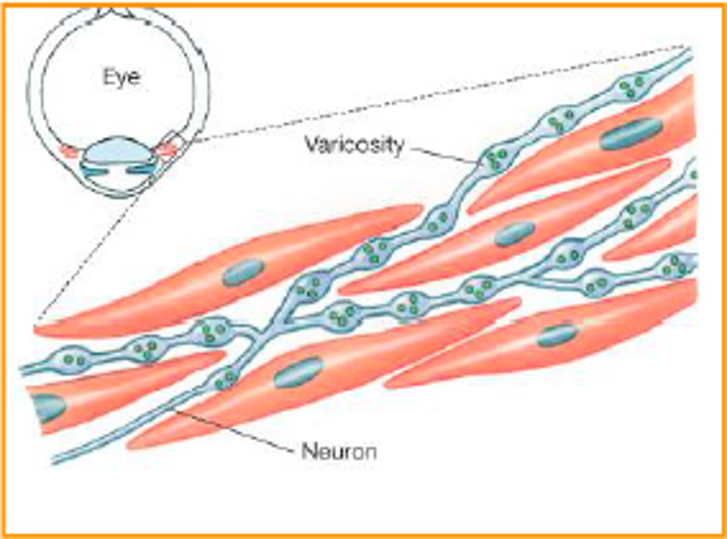 <p>a type of smooth muscle found in the iris of the eye and in the walls of blood vessels</p>