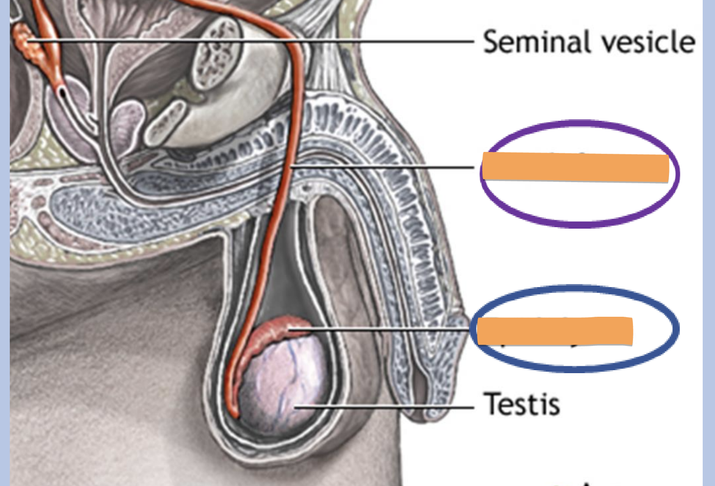 <p>the tubules or ducts in the testes which transmit sperm</p>