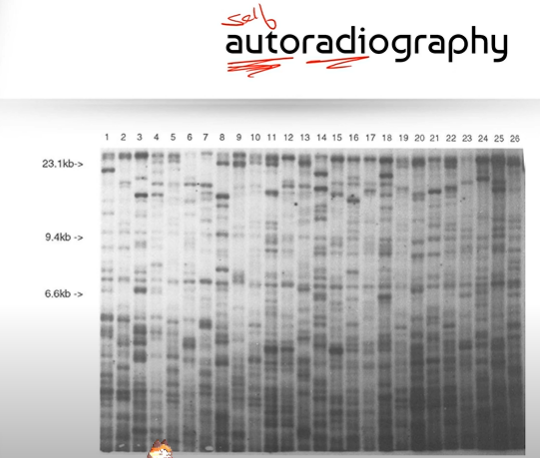 <p><span>1. we make some of the DNA nucleotides in the agarose gel (from electrophoresis) radioactive so that they can emit their own radiation.</span><br><br><span>2. Now the DNA nucleotides themselves are radioactive, and can emit the radiation needed to take x ray film/pictures of them (without us shooting x rays at them).</span></p>