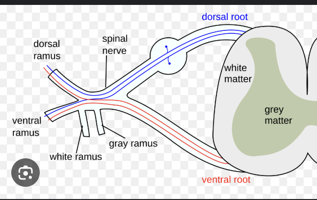 <p>anterior (ventral) root of the spinal cord carries only what?</p>