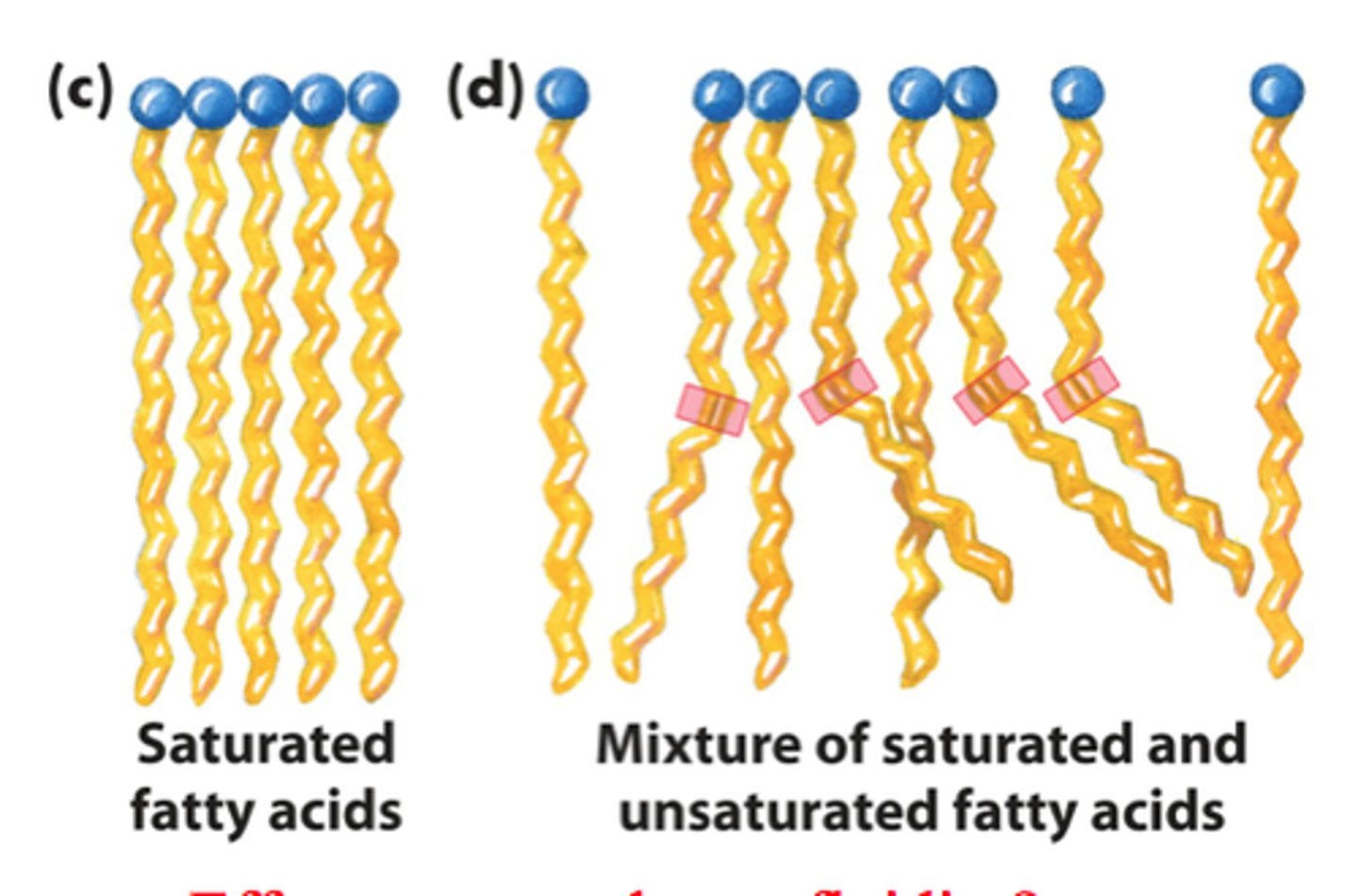 <p>a long-chain hydrocarbon with single covalent bonds in the carbon chain (no C to C double bonds) </p><p>these are solid at room temperature - ex: butter - because they can pack more closely together </p>
