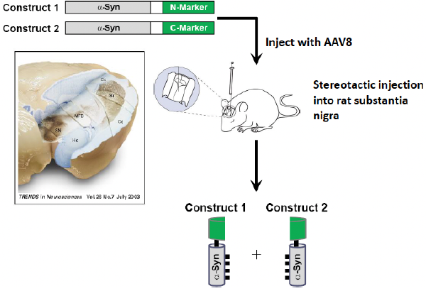 <ul><li><p>Using AAV8, adeno-associated virus 8 </p></li><li><p>Mouse model is injected (via virus vector) with the two alpha-synuclein constructs (one where alpha-syn is attached to the N-terminus of GFP and one where alpha-syn is attached to the C-terminus of GFP)</p><ul><li><p>The virus injected infects the neurons and releases the DNA (with the alpha-syn constructs) in the neuron </p></li></ul></li><li><p>Construct 1 and 2 come together → GFP fluoresces</p></li></ul>