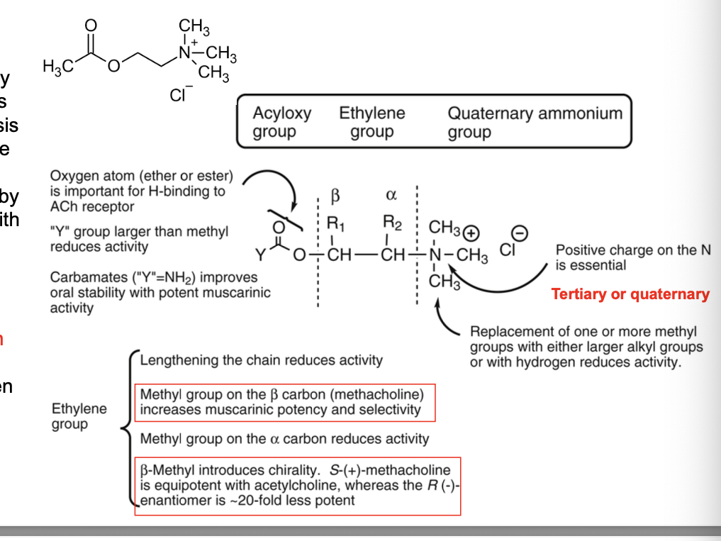 <ul><li><p>ACH is rapidly degraded by AChE and ubiquitous plasma esterases via the hydrolysis of the acetyl group; to improve the stability of ACH in the synpase, analogues have been developed by replacing the ester functionality with a hydrolytically more stable isotere</p></li><li><p>“rule of 5” by Ing state that there should be <strong>no more than 5 atoms</strong> btwn the cationic nitrogen and the terminal hydrogen atom (e.g. on the acetyl group of ACH) for optimal mAChR binding and stimulation</p></li><li><p>diagram</p><ul><li><p>acyloxy group</p><ul><li><p>oxygen atom (ether or ester) is important for H-binding to the ACH receptor</p></li><li><p>Y group larger than methyl <strong>reduces</strong> activity</p></li><li><p>carbamates (“Y”=NH2) improves oral stability with potent muscarinic activity</p></li></ul></li><li><p>quaternary ammonium grp</p><ul><li><p>positive charge on the N is essential (<strong>tertiary or quaternary</strong>)</p></li><li><p>replacement of one or more methyl groups with either larger alkyl group or with hydrogen <strong>reduces</strong> activity</p></li></ul></li><li><p>ethlyene group</p><ul><li><p>lengthening the chain <strong>reduces</strong> activity</p></li><li><p><strong>methyl group on the </strong><span><strong>β carbon (methacholine) increases muscarinic potency and selectivity</strong></span></p></li><li><p><span>methyl group on the α carbon <strong>reduces</strong> activity</span></p></li><li><p><strong>β-methyl introduces chirality. S-(+)-methacholine is equipotent with ACH whereas the R-(-)-enantiomer is ~20 fold less potent</strong></p></li></ul></li></ul></li></ul><p></p>