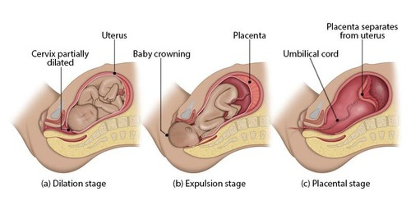 <p>1. Cervical effacement and dilation 2. Fetal expulsion 3. Placental expulsion.</p>