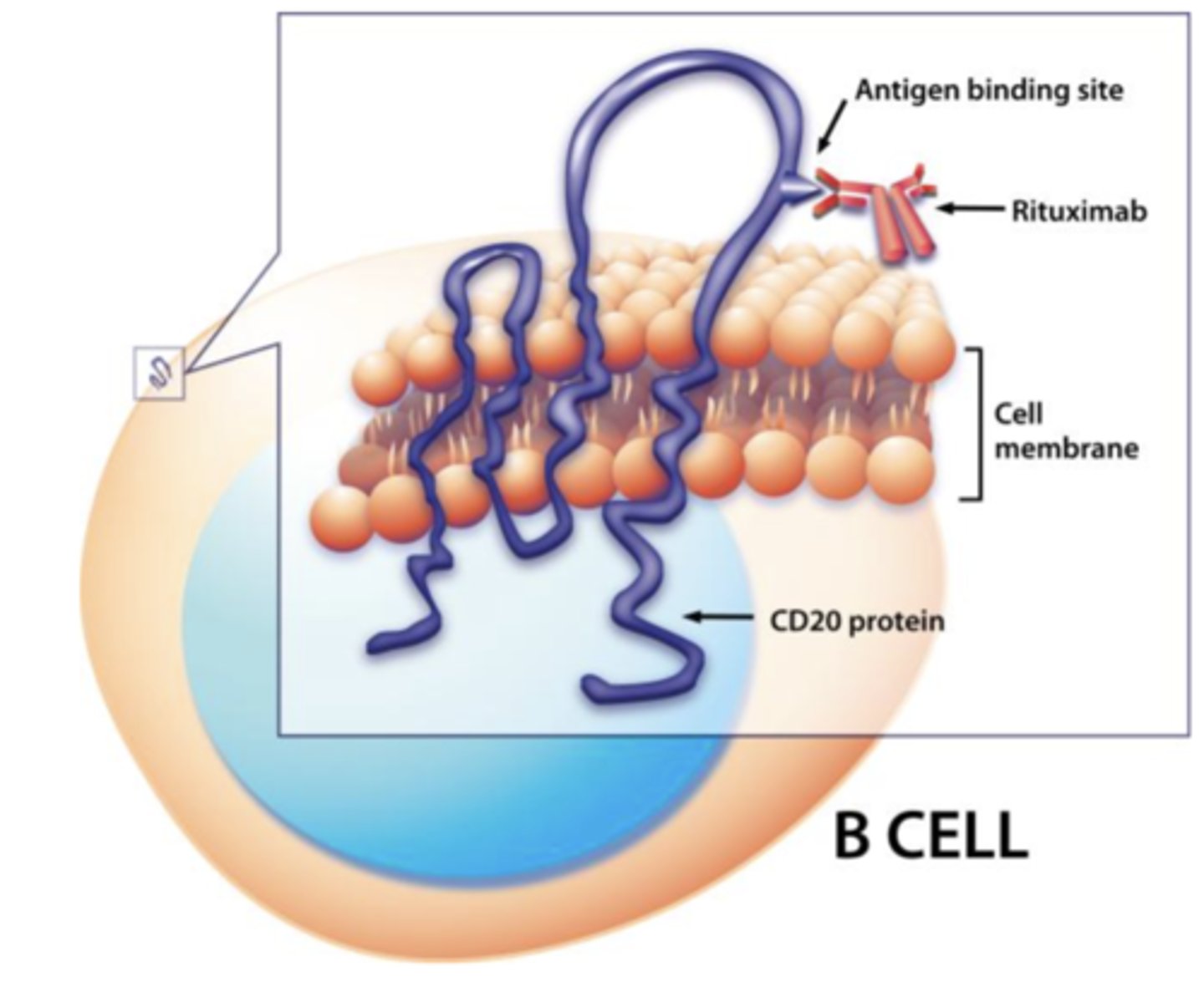 <p>rituximab</p>