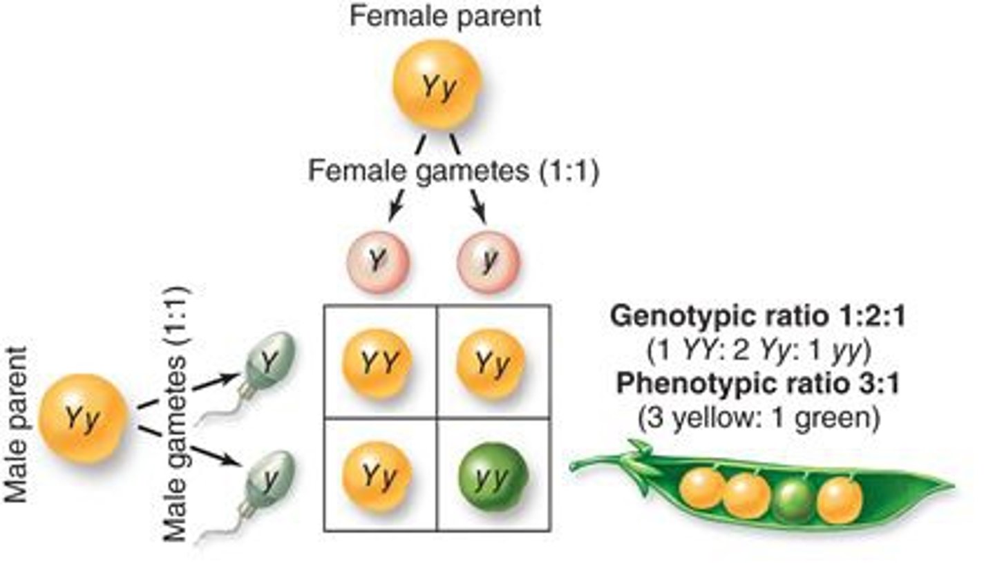 <p>Count dominant vs recessive traits.</p>