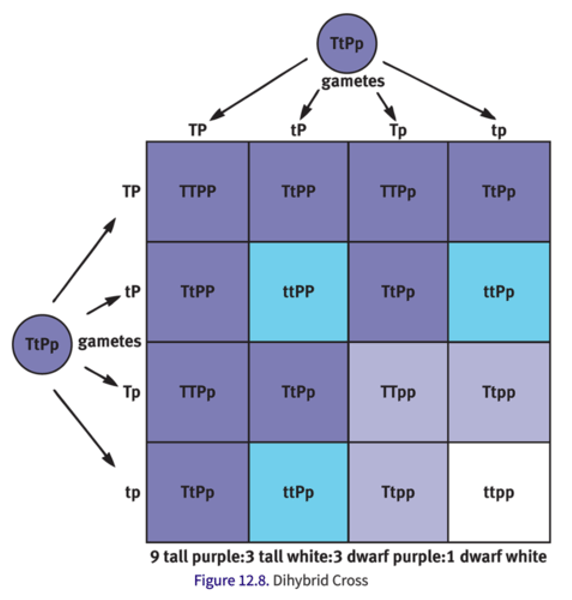 <p>cross of 2 different genes</p>