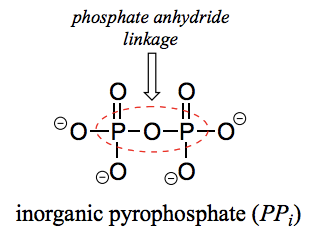 <p>When two phosphate groups are linked to each other, the linkage itself is called a phosphate anhydride.</p>