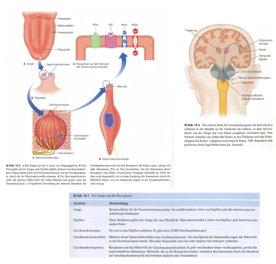 <p class=""><span data-name="brain" data-type="emoji">🧠</span><strong> Kurzfassung:</strong><br>Der Geschmack entsteht durch chemische Reize, die <strong>Papillen mit Geschmacksknospen</strong> auf der Zunge aktivieren. Diese Signale werden über <strong>vier Nerven</strong> zum <strong>Hirnstamm</strong>, dann zum <strong>Thalamus</strong> und schliesslich zum <strong>gustatorischen Kortex</strong> weitergeleitet.</p><div data-type="horizontalRule"><hr></div><p class=""><span data-name="clipboard" data-type="emoji">📋</span><strong> Langfassung:</strong></p><ul><li><p class=""><strong>Papillenarten auf der Zunge:</strong></p><ul><li><p class=""><strong>Fadenpapillen:</strong> geben Textur – <em>ohne Geschmacksknospen</em></p></li><li><p class=""><strong>Pilzpapillen:</strong> v. a. an Zungenspitze/-rand – <em>mit Geschmacksknospen</em></p></li><li><p class=""><strong>Blätterpapillen:</strong> Falten an Zungenrand – <em>mit Geschmacksknospen</em></p></li><li><p class=""><strong>Wallpapillen:</strong> hinten auf der Zunge – <em>besonders viele Geschmacksknospen</em></p></li></ul></li></ul><p class=""></p><ul><li><p class=""><strong>Geschmacksknospen:</strong></p><ul><li><p class="">Insgesamt ca. <strong>10.000</strong></p></li><li><p class="">Jede enthält <strong>50–100 Sinneszellen</strong>, deren <strong>Rezeptoren</strong> in eine <strong>Geschmackspore</strong> ragen</p></li><li><p class=""><strong>Transduktion:</strong> Chemische Stoffe binden → <strong>elektrisches Signal entsteht</strong></p></li></ul></li></ul><p class=""></p><ul><li><p class=""><strong>Signalweiterleitung über 4 Nerven:</strong></p><ul><li><p class=""><strong>Chorda tympani:</strong> vorderer Zungenbereich</p></li><li><p class=""><strong>Glossopharyngeus:</strong> hintere Zunge</p></li><li><p class=""><strong>Vagus:</strong> Mund/Rachen</p></li><li><p class=""><strong>Petrosus major:</strong> weicher Gaumen</p></li></ul></li></ul><p class=""></p><ul><li><p class=""><strong>Zielorte im Gehirn:</strong></p><ol><li><p class=""><strong>Nucleus solitarius</strong> (Hirnstamm)</p></li><li><p class=""><strong>Thalamus</strong></p></li><li><p class=""><strong>Primärer gustatorischer Kortex</strong> (Insula + frontales Operculum)<br>→ <em>verarbeitet bewusste Geschmackswahrnehmung</em></p></li></ol></li></ul><p class=""></p><p class=""><strong>Fazit:</strong> Geschmack ist ein <strong>komplexes sensorisches System</strong>, das auf spezialisierter Reizaufnahme und <strong>koordiniertem neuronalen Weiterleiten</strong> beruht.</p><p>4o</p>