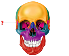 Identify this bone.