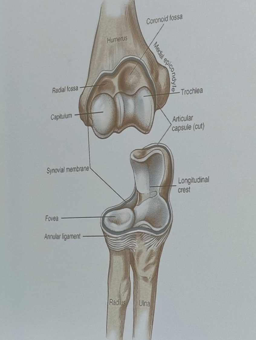 <p>The medial aspect of the trochlea is positioned slightly (_________) to the cubital space when compared to the lateral aspect</p>