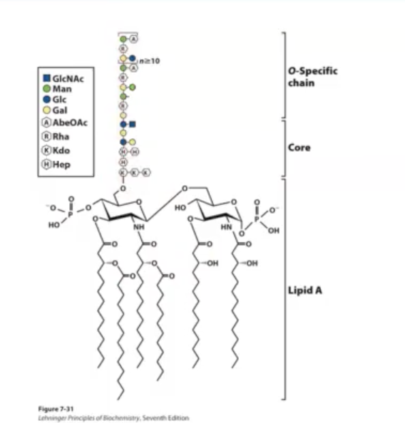 <p>gram-negative bacteria has inner and outer membrane. the outer membrane is asymmetric where on the outside of the cell there are&nbsp;<span>Lipopolysaccharides.&nbsp;Lipopolysaccharides have hydrocarbon chains that embed this larger structure into the outer leaflet of the outer membrane [that structure refers to Lipid A].</span></p><p></p><p>lipid A is a common structure found in many bacteria.</p><p></p><p>There are additional sugars linked to lipid A which are the Core and the O-specific chain. These complex sugars can often hide lipid A from immune system.</p><p></p><p>The picture shows E.coli LPS.</p>