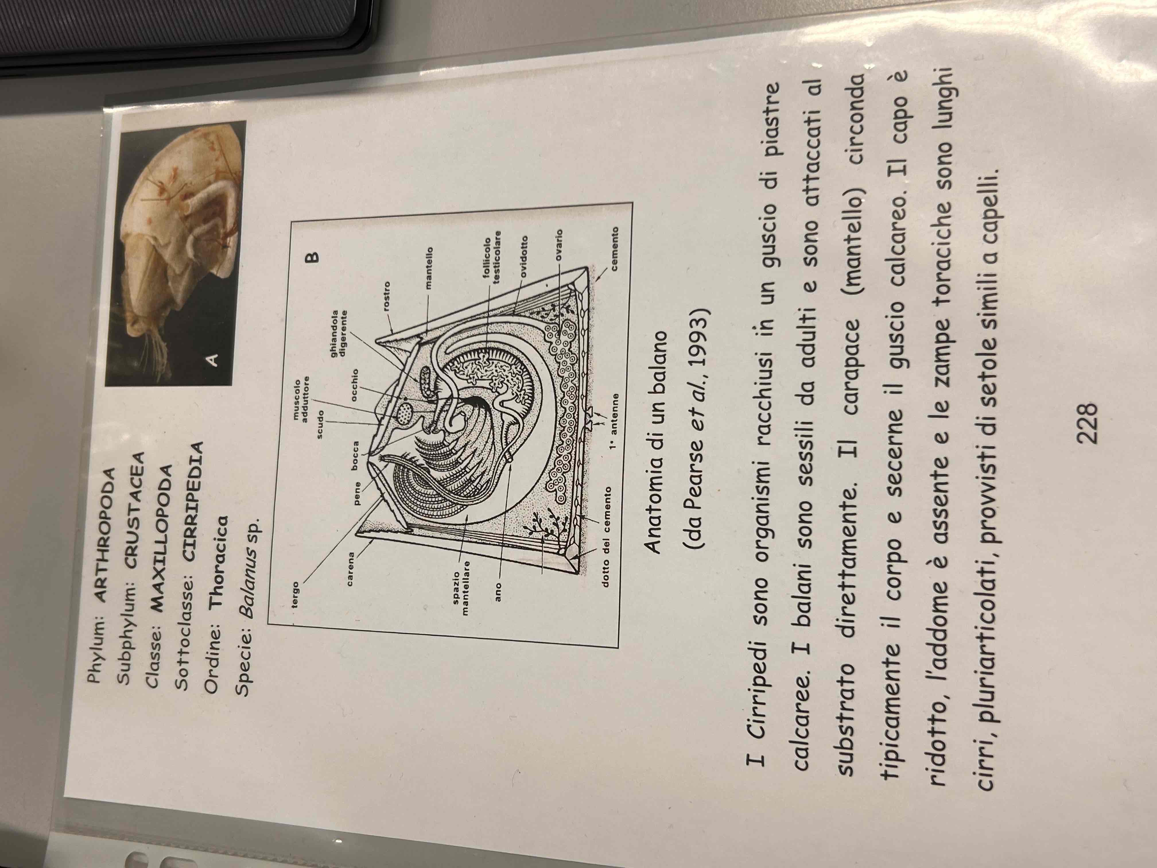 <p>Crostacei</p><p>Maxillopoda</p><p>Cirripedia</p><p>Balanus sp</p>