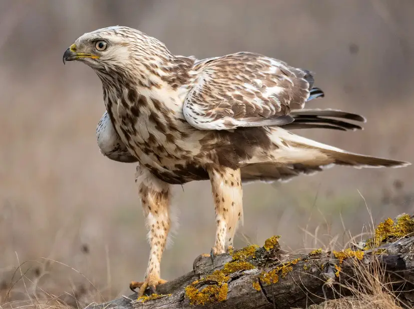 <p>Rough-legged Hawk</p>