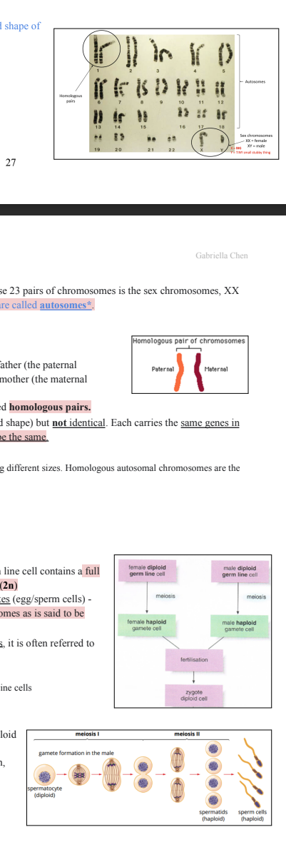 <p>Meiosis: One original parent cell divides twice to produce four non-identical daughter cells (aka gametes, or,</p><p>sex cells - sperm in males and ovum in females)</p><p>Karyotype: a visual depiction of the number, size and shape of</p><p>chromosomes in an individual</p><p>- It is lined up in homologous pairs</p><p>The number of chromosomes varies between species.</p><p>The karyotype for humans →</p><p>27</p><p>Gabriella Chen</p><p>Humans have 46 chromosomes (23 pairs). One of these 23 pairs of chromosomes is the sex chromosomes, XX</p><p>in females and XY in males. The remaining 22 pairs are called autosomes*.</p><p>*People always forget this. So, dON’T.</p><p>Homologous Chromosomes</p><p>● Chromosomes occur in pairs.</p><p>○ One of the pair is inherited from the father (the paternal</p><p>chromosome) and the other from the mother (the maternal</p><p>chromosome).</p><p>○ These pairs of chromosomes are called homologous pairs.</p><p>Homologous Chromosomes are similar (same size and shape) but not identical. Each carries the same genes in</p><p>the same order, but the alleles for each trait may not be the same.</p><p>e.g. X and Y Chromosomes ARE homologous despite being different sizes. Homologous autosomal chromosomes are the</p><p>same size</p><p>Same gene: eye colour</p><p>Different allele: different eye colour</p><p>Meiosis</p><p>● Meiosis starts with a germ line cell* - A germ line cell contains a full</p><p>set of chromosomes and is said to be diploid (2n)</p><p>● After meiosis has occurred, it produces gametes (egg/sperm cells) -</p><p>Gametes contain half the number of chromosomes as is said to be</p><p>haploid (n).</p><p>As meiosis results in half the number of chromosomes, it is often referred to</p><p>as ‘reduction division’.</p><p>*Egg and sperm cells (gametes) are MADE FROM germ line cells</p><p>There are TWO stages of Meiosis:</p><p>1. Meiosis I : a diploid cell divides into two haploid</p><p>cells</p><p>2. Meiosis II : the two haploid cells divide again,</p><p>resulting in four haploid daughter cells</p><p>a. ALL are different to each other</p><p>Each daughter cell has HALF the original number of</p><p>chromosomes that the parent cell had and are NOT</p><p>identical to each other nor to the parent cell</p><p></p>