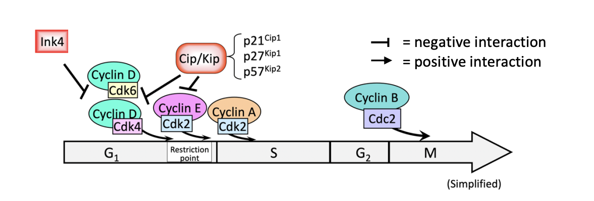 <ul><li><p>found several families of them</p></li><li><p>some <strong>also </strong>destroyed by ubiquitin-dependent proteolysis</p><ul><li><p>via SCF</p></li></ul></li></ul><p></p>