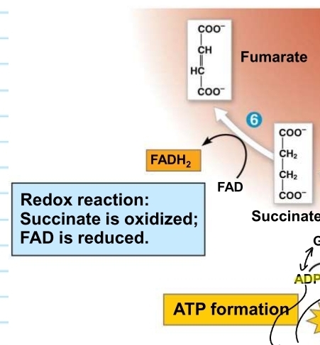 <p>Krebs Cycle - step 6 (FOR)</p>