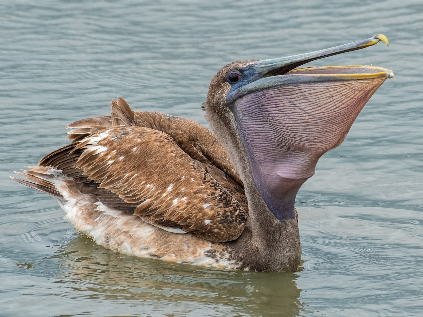 <p>Brown Pelican</p>
