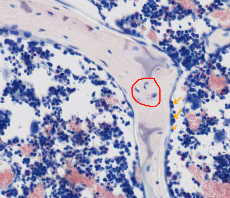 <ol start="6"><li><p>Identify these cells</p></li></ol><p></p>