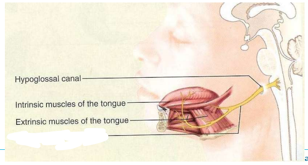 zenuw, type, functie, craniale doorgang