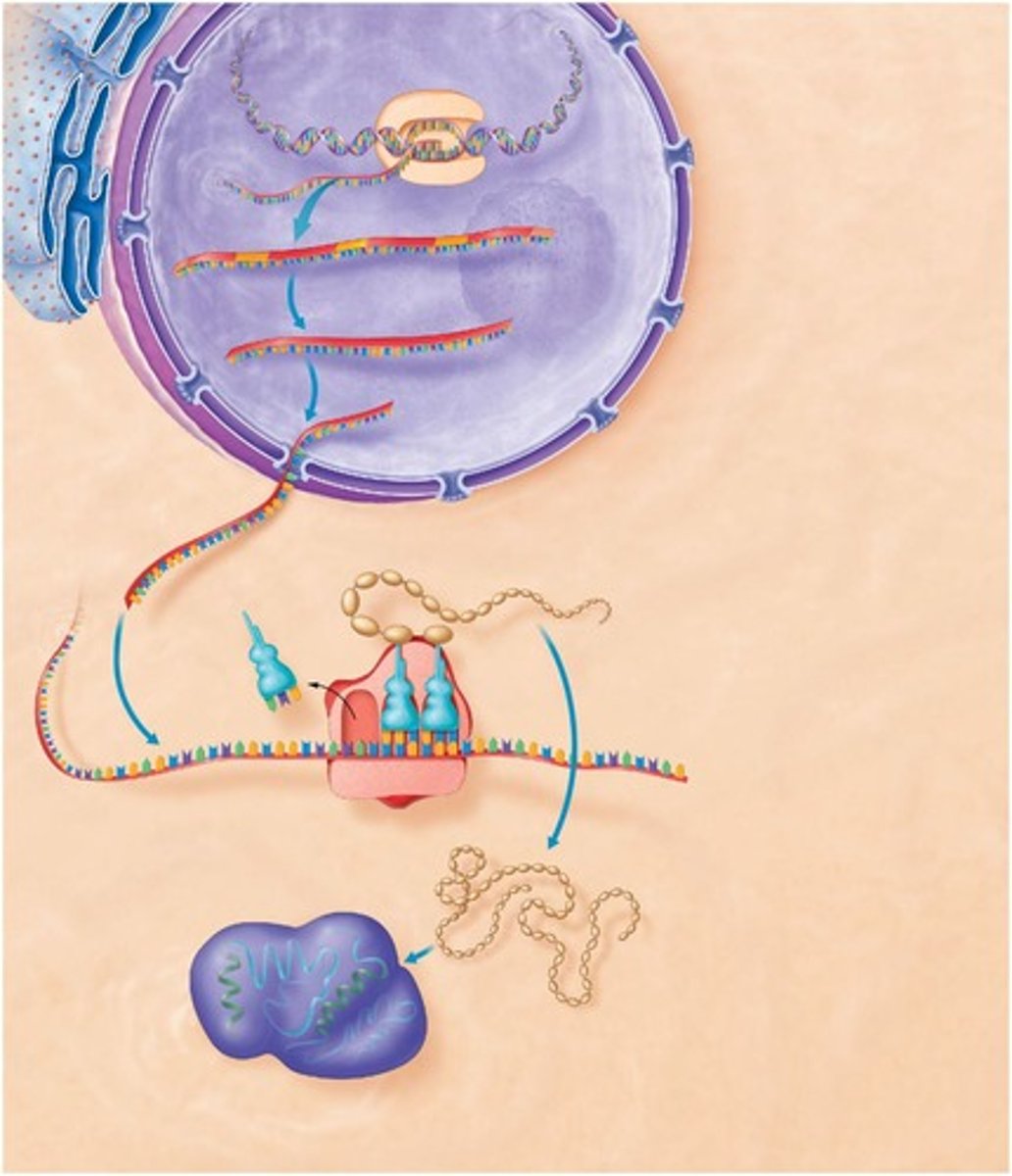 <p>The process of copying a segment of DNA into RNA.</p>
