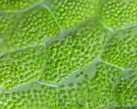 <p>Found in plant cells. Contain chlorophyll that absorbs light for photosynthesis.</p>