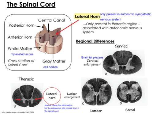 <p>the information for the autonomic nervous system comes from the spinal cord</p>